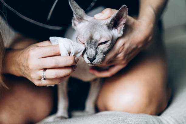 Grooming Sphynx